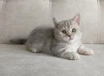 Xalila - Munchkin Cat For Sale - Hollywood, FL, US