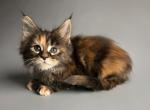 Quackett - Maine Coon Cat For Sale - Miami, FL, US