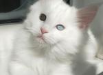 Pavlik - Maine Coon Cat For Sale - Miami, FL, US