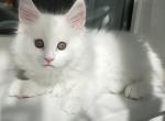 Praskovya - Maine Coon Cat For Sale - Miami, FL, US