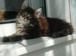 Patricio - Maine Coon Cat For Sale - Miami, FL, US