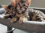 BengalBoysUnique - Bengal Cat For Sale - Everett, WA, US