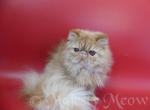 Sanny - Persian Cat For Sale - Yucca Valley, CA, US