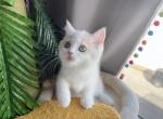 Dores - Munchkin Cat For Sale - Staten Island, NY, US