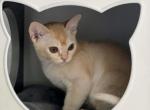 Brooklyn - Burmese Cat For Sale - ID, US