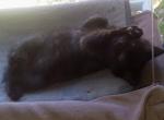Nialah - Manx Cat For Sale - New Bern, NC, US