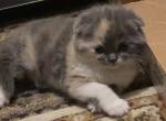 TriColored Scottishfold Kitten - Scottish Fold Cat For Sale - Jobstown, NJ, US