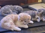 Scottishfold Kittens - Scottish Fold Cat For Sale - Jobstown, NJ, US