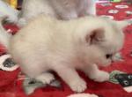 Tata - British Shorthair Cat For Sale - Brooklyn, NY, US