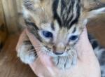 Boy1 - Bengal Cat For Sale - Macon, MO, US