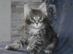 Genesis  3 ML - Maine Coon Cat For Adoption - Manchester, NH, US