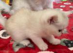 Tata - British Shorthair Cat For Sale - New York, NY, US