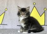 Gryffin - Maine Coon Cat For Sale - Miami, FL, US