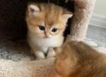 Ken - British Shorthair Cat For Sale - New York, NY, US