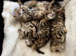 New litter 5 cute babies - Bengal Cat For Sale - Everett, WA, US