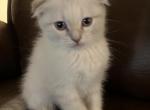 Luka Blue eyes - Scottish Fold Cat For Sale - Denver, CO, US