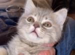 Sid - Scottish Fold Cat For Sale - Denver, CO, US