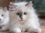 Blue bicolor - Ragdoll Cat For Sale - Farmville, VA, US