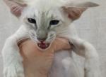 Orion - Oriental Cat For Sale - Norwalk, CT, US