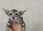 Geryon Peterbald - Oriental Cat For Sale - Norwalk, CT, US