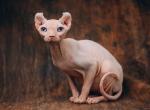 Bimba - Sphynx Cat For Sale - Norwalk, CT, US