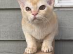 Bruno - Burmese Cat For Sale - Auburn, WA, US