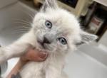 Rare Lilac Male - Siamese Cat For Sale - New York, NY, US