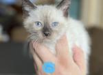 Bolt - Siamese Cat For Sale - Silver Lake, IN, US