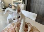 Rossie - Devon Rex Cat For Sale - Miami, FL, US