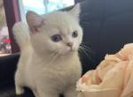 Enisei - British Shorthair Cat For Sale - Miami, FL, US