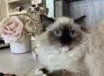 Izum - Ragdoll Cat For Sale - Miami, FL, US