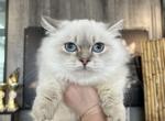 Kudusha Munchkin - Munchkin Cat For Sale - Hollywood, FL, US