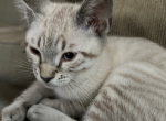 Ragnar - Savannah Cat For Sale - Fontana, CA, US