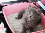 F litter Loki x Lady - Maine Coon Cat For Sale - Las Vegas, NV, US