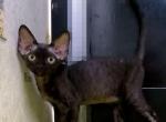 Dudu - Devon Rex Cat For Sale - Brooklyn, NY, US