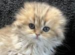 Blue Golden Scottish Fold Spotted Long Haired Girl - Scottish Fold Cat For Sale - Odessa, FL, US