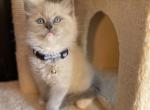 Kitten Blue - Ragdoll Cat For Sale - New Milford, PA, US