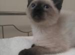 Seal Point Siamese Male Kitten - Siamese Cat For Sale - Dunn, NC, US