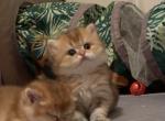 Little Simba - British Shorthair Cat For Sale - New York, NY, US