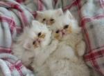 Giorgio Chiqui Bella - Persian Cat For Sale - Houston, TX, US