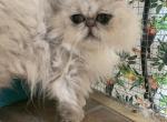 Nervana - Persian Cat For Sale - Williamsburg, VA, US