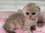 Kissy Scottish fold female - Scottish Fold Cat For Sale - Sunnyvale, CA, US