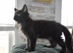 Genesis 4 ML - Maine Coon Cat For Adoption - Manchester, NH, US