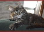 Rev 5 - Maine Coon Cat For Adoption - Manchester, NH, US