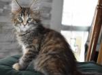 Genesis 7 - Maine Coon Cat For Adoption - Nashua, NH, US