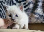 Siamese Ragdoll Kitten - Ragdoll Cat For Sale - Eau Claire, WI, US