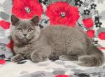 Vanessa 1 - British Shorthair Cat For Sale - NY, US