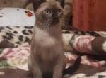 Sweetheart - Burmese Cat For Sale - Brooklyn, NY, US