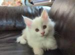 Starlight - Maine Coon Cat For Sale - Fredericksburg, PA, US