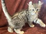 Paisley litter - Highlander Cat For Sale - Cortez, CO, US